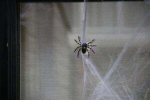 IMG 1395